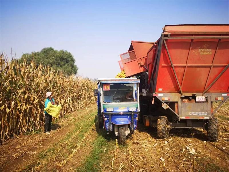 玉米收割