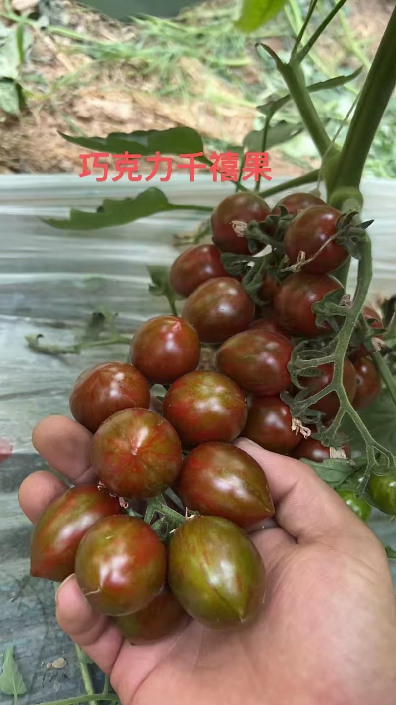 微信图片_20241017102624